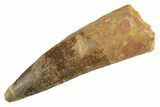 Fossil Spinosaurus Tooth - Real Dinosaur Tooth #347160-1